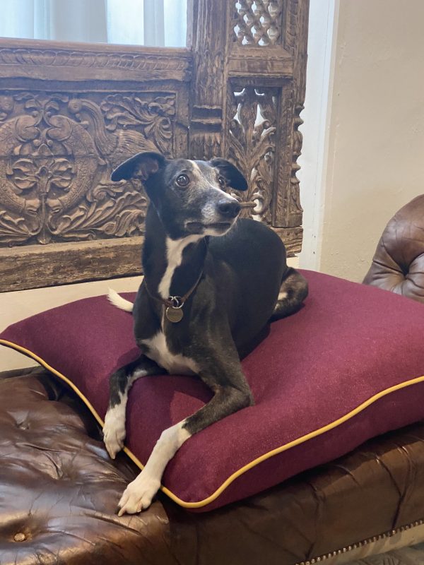 pet cushions, cat cushions, dog cushions, pet pillows, guild antiques. glasgow antiques, luxury pet cushions. bespoke pet pillows
