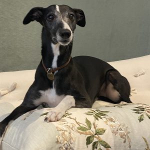 pet cushions, cat cushions, dog cushions, pet pillows, guild antiques. glasgow antiques, luxury pet cushions. bespoke pet pillows