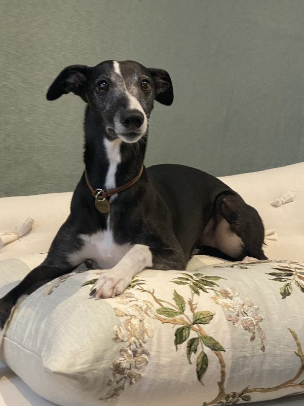 pet cushions, cat cushions, dog cushions, pet pillows, guild antiques. glasgow antiques, luxury pet cushions. bespoke pet pillows